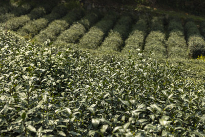 茶农采茶摘茶茶园茶树茶叶特写