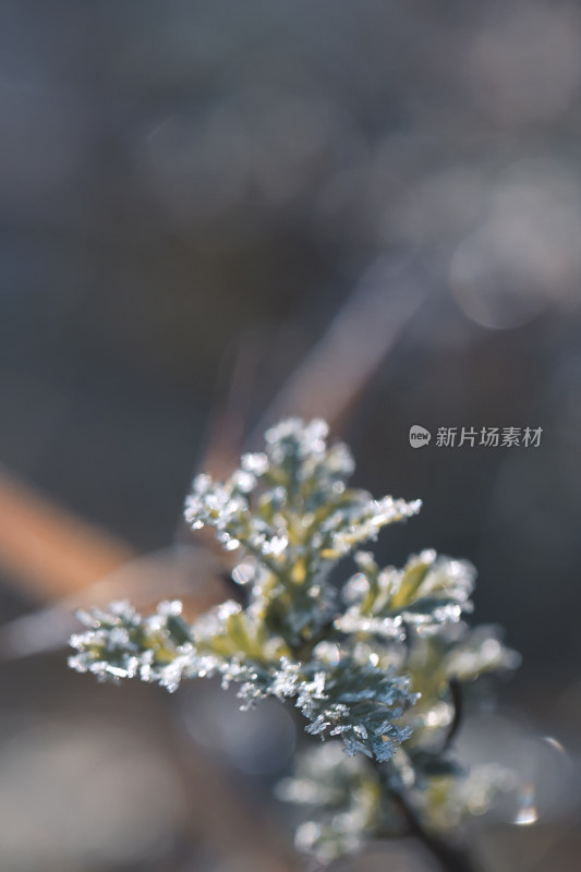 立冬霜降结冰上霜的植物