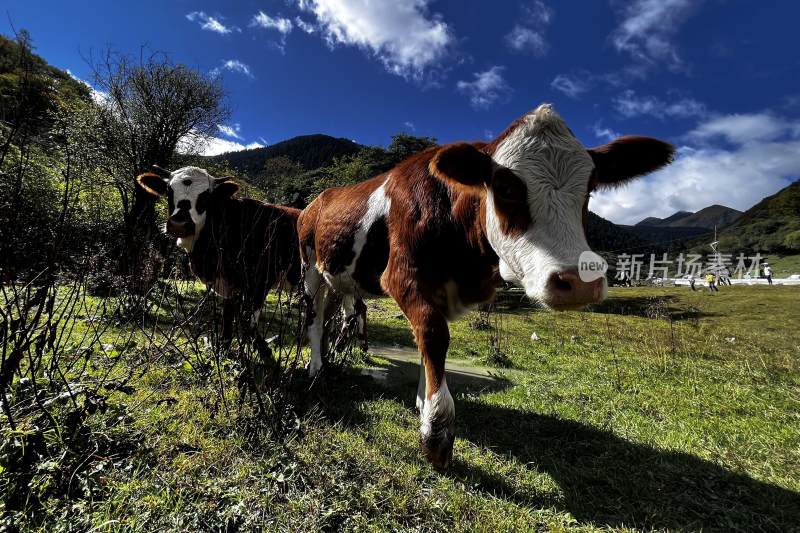 高原天然牧场的牦牛