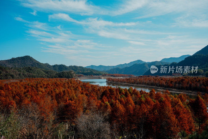 山林间色彩斑斓的红杉林秋景