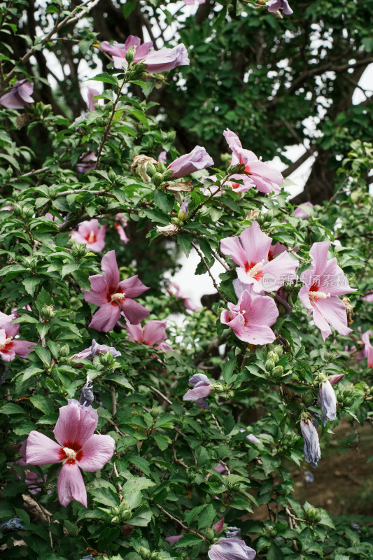 北京圆明园木槿花