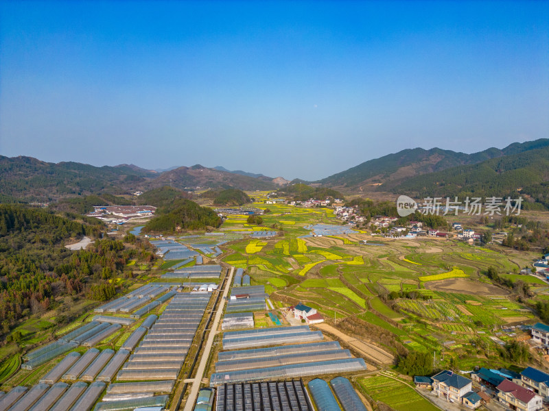 美丽乡村大棚农业种植油菜花航拍摄影图