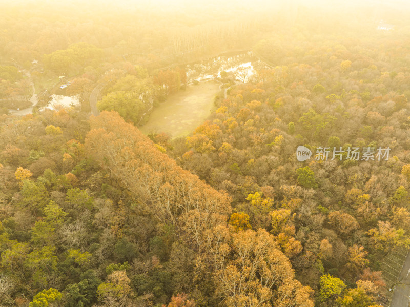 航拍秋季南京中山陵风景区金色梧桐大道