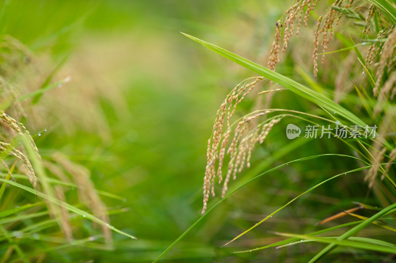 传统主食稻米的种植