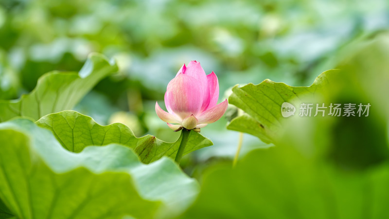 夏日的荷花特写