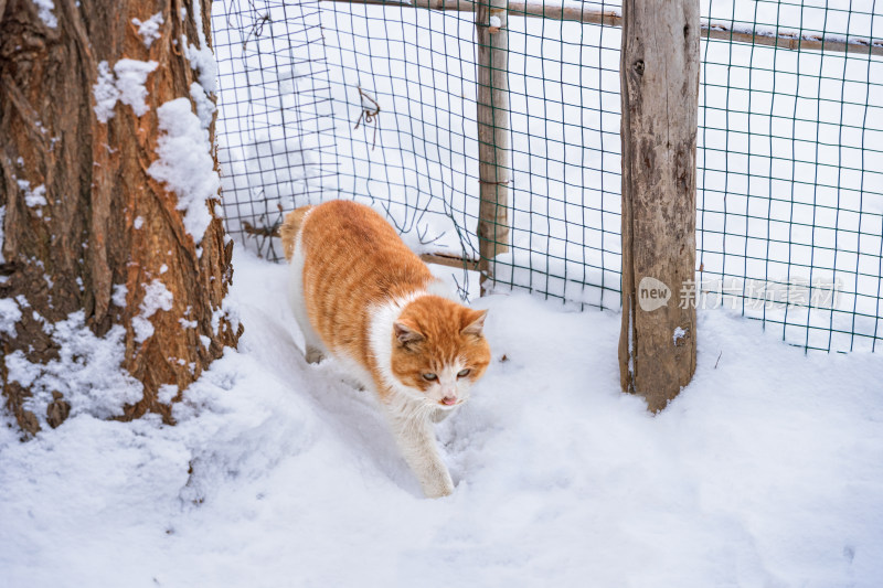雪地中行走的猫