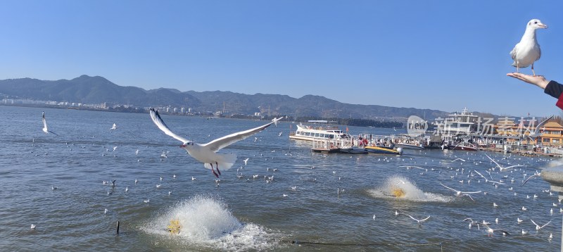 大理洱海风光滇池海鸥