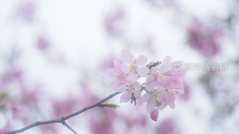 春日樱花