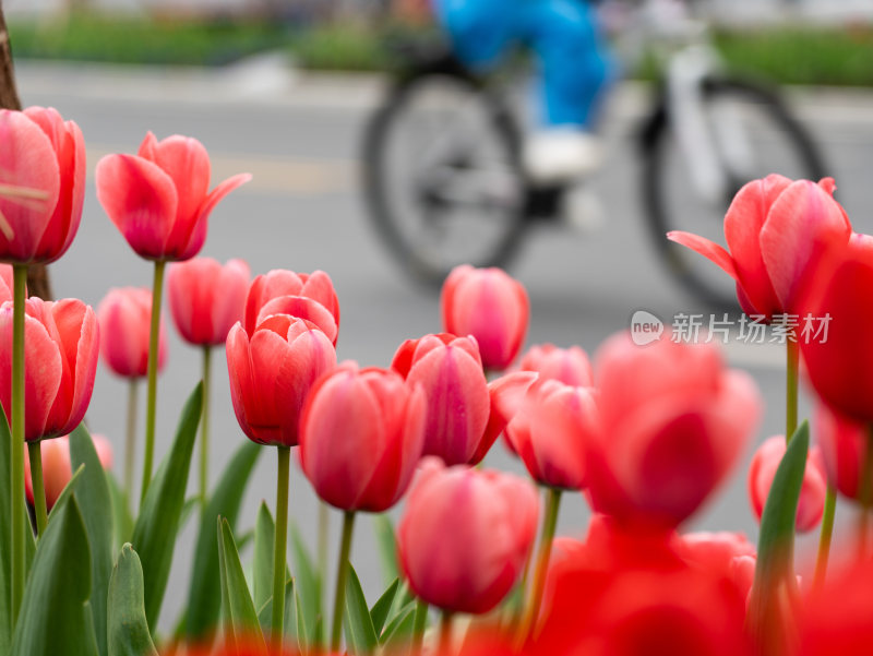 盛开的郁金香花