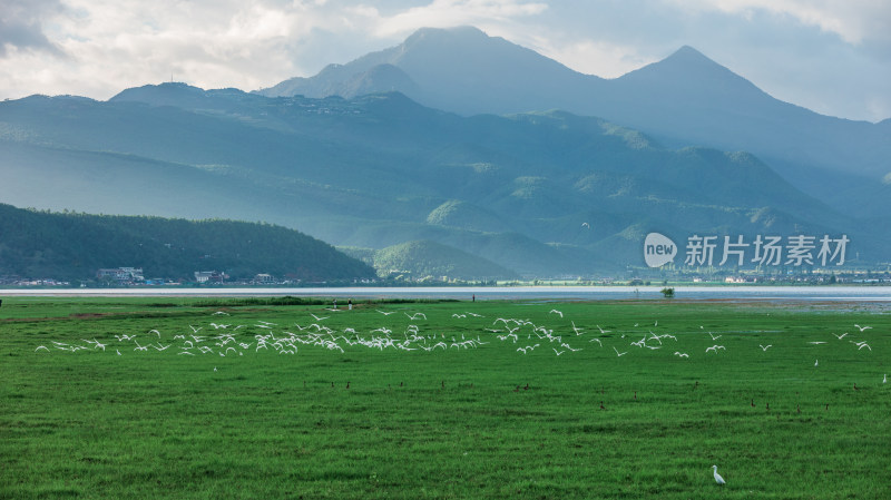 丽江拉市海湿地公园夏天的草地牛羊野鹤飞鸟