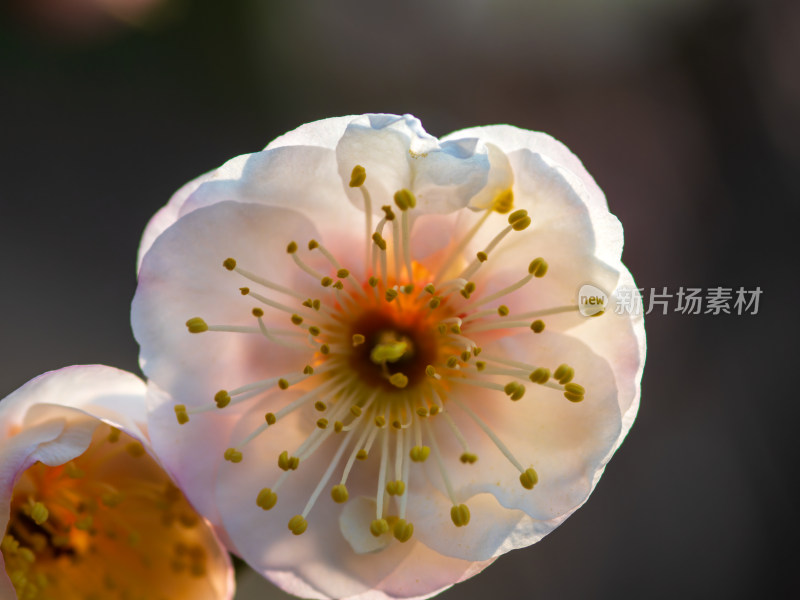 一朵梅花特写