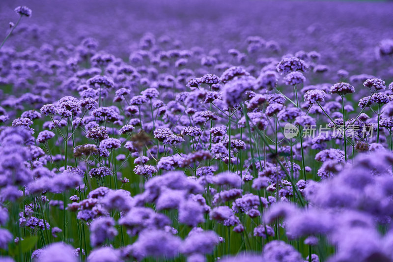 江西景德镇高岭村花海