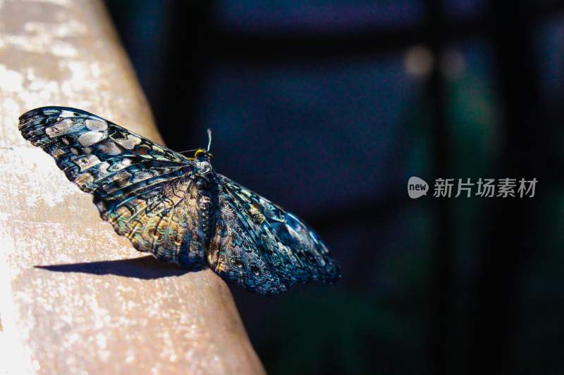 蝴蝶，彩色的昆虫，觅食的蝴蝶