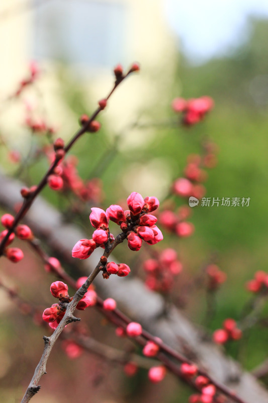 立春时节含苞怒放的红梅