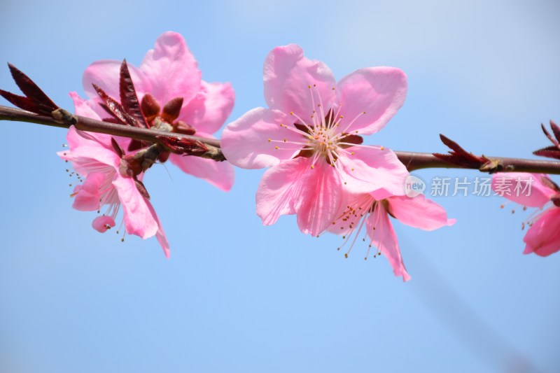 特写粉色桃花花朵