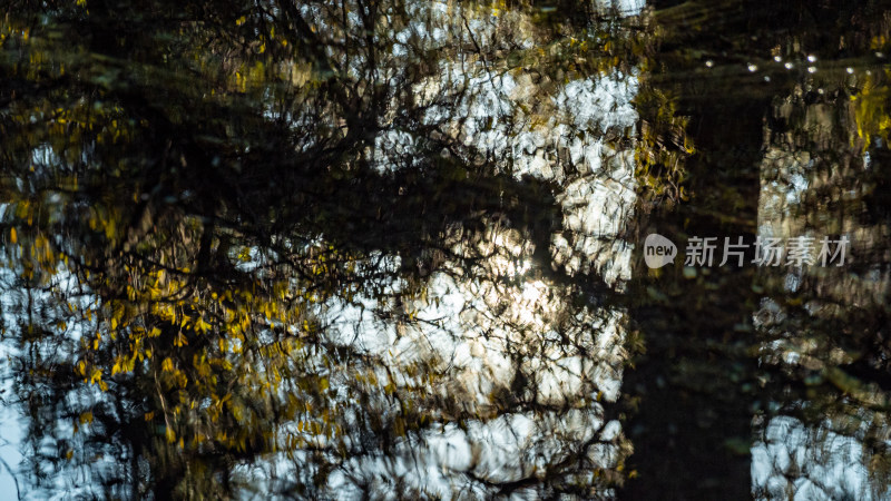 秋天森林树叶水中倒影