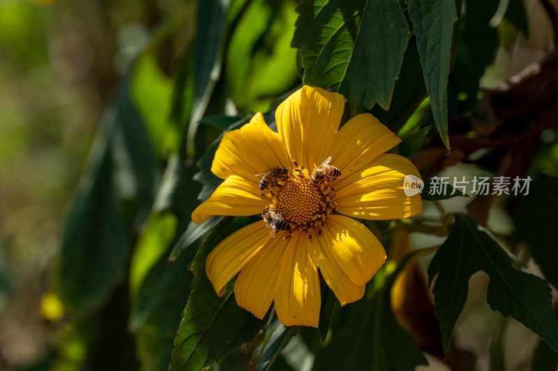 阳光下的肿柄菊