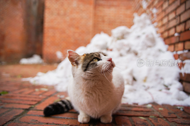 户外猫冬季雪堆地面墙角