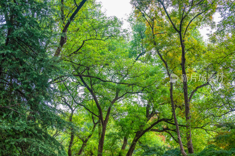 南京钟山风景名胜区明孝陵风景