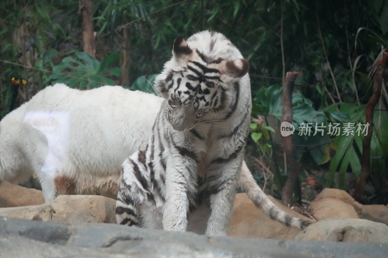 两只白虎在绿植旁活动