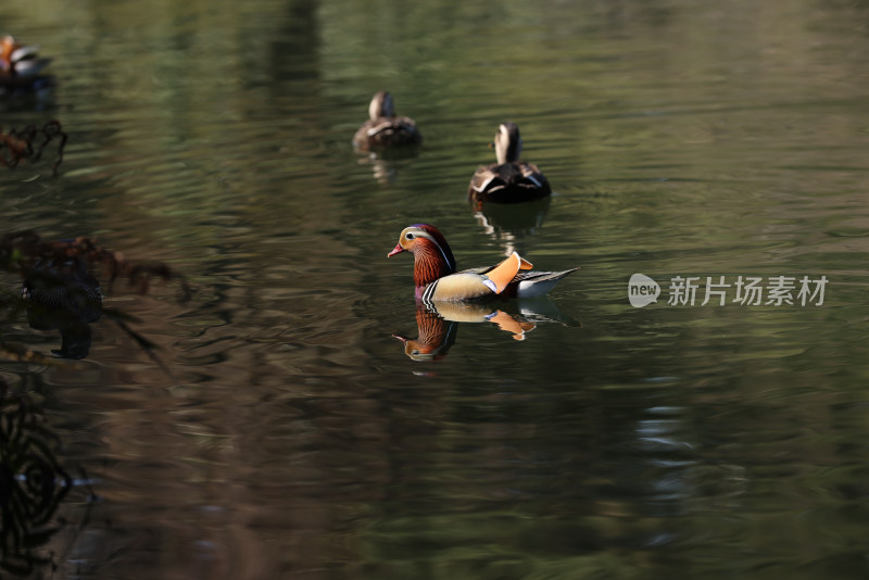 中国杭州西湖花港观鱼湖里的一群鸳鸯