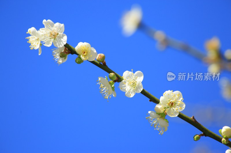 梅花香雪