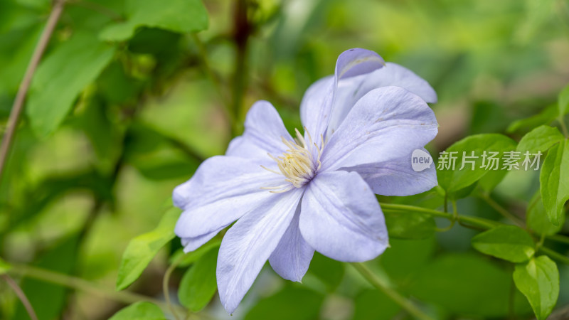 春天的野生铁线莲开花