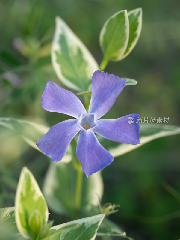 春天的长春花特写