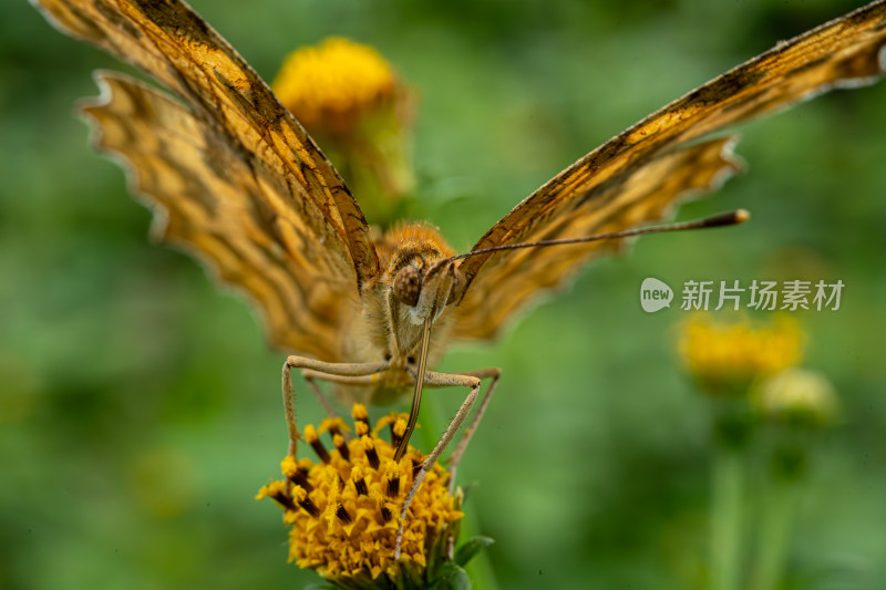 草丛中以花蜜为食的昆虫