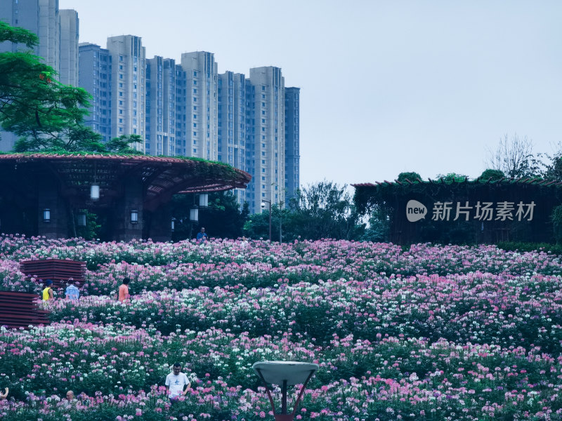 佛山市千灯湖公园醉蝶花花海