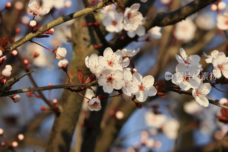 小白花 红叶李 春天