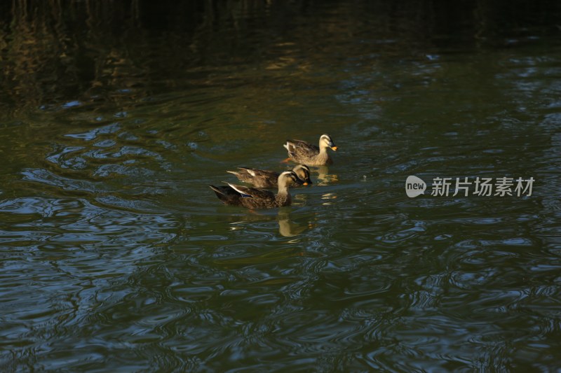 水中游动的鸭子