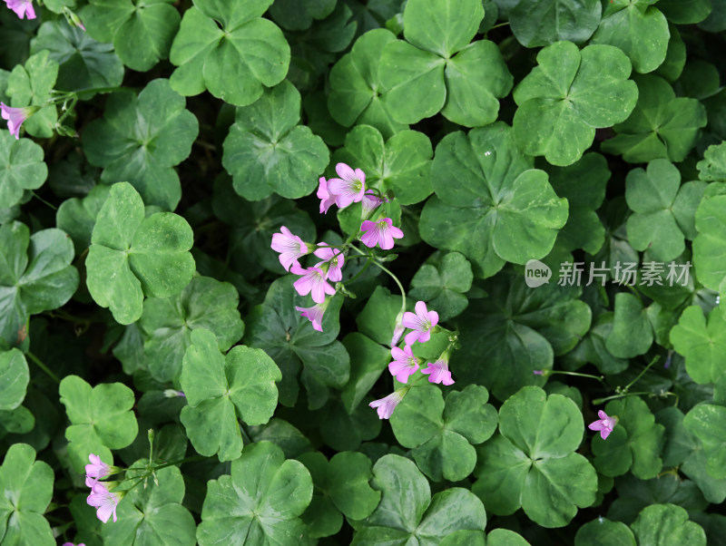 春天绿色的草地和盛开的紫色鲜花的风景