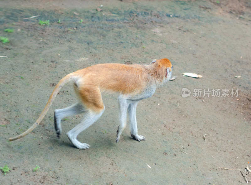 动物园一只灵长类动物赤猴