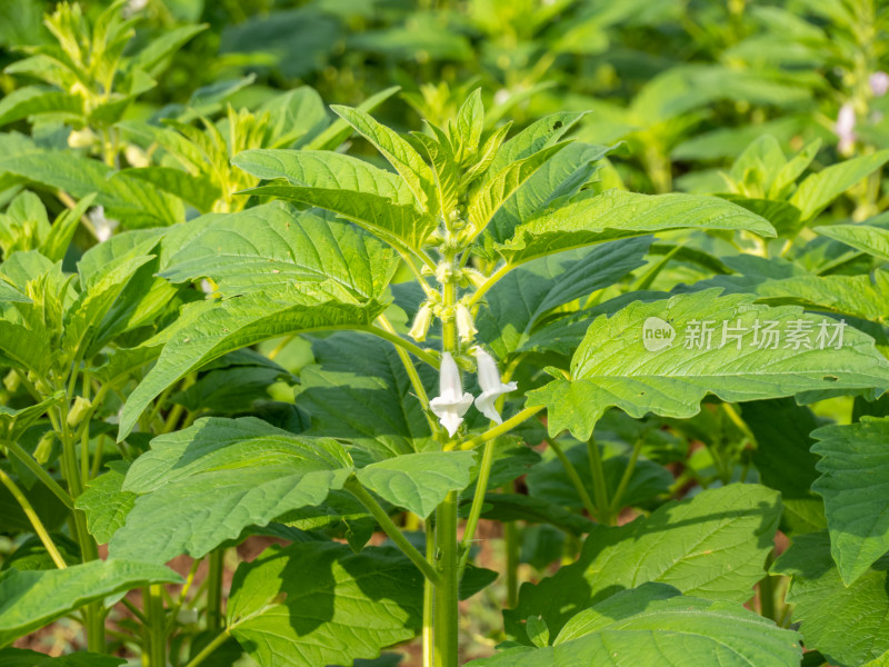 芝麻作物种植