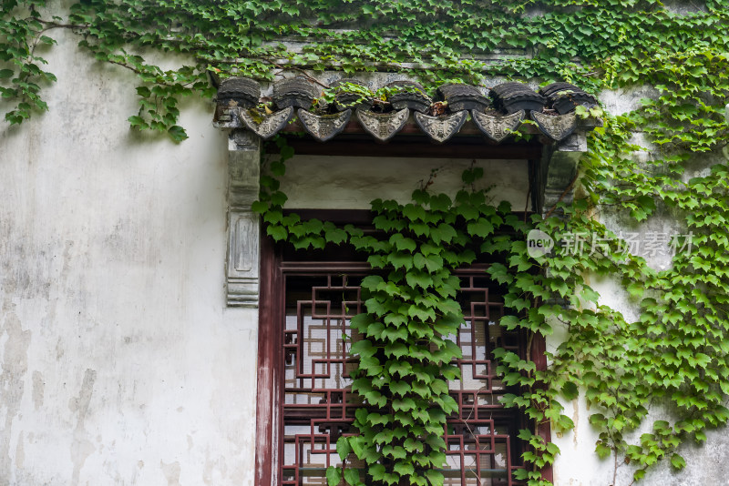 房屋墙壁爬山虎绿色植物自然风景背景