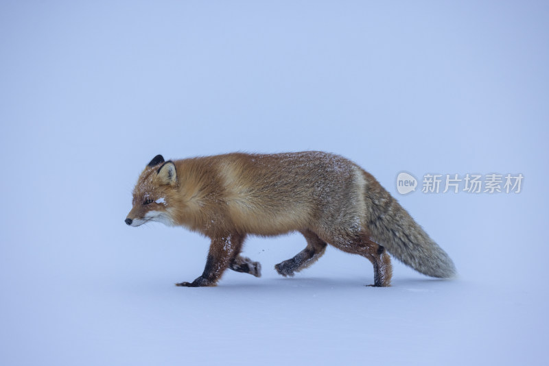 雪地中行走的狐狸