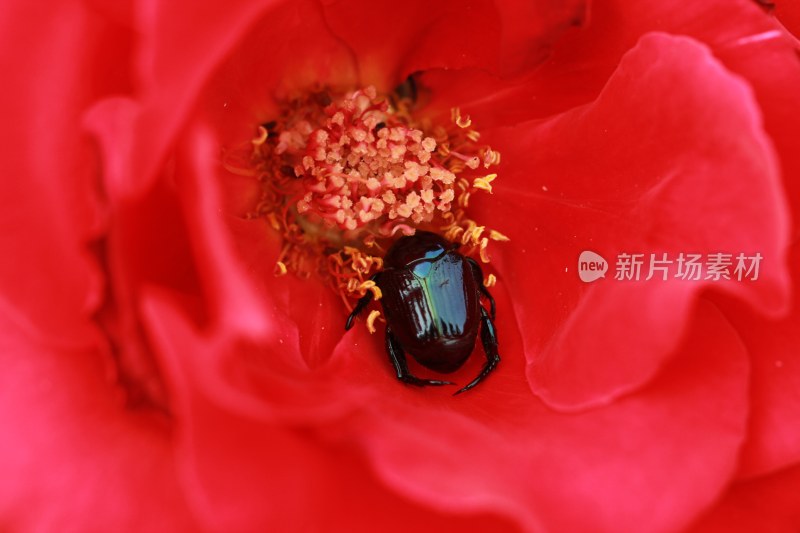 花朵上正在花蕊采蜜的昆虫甲虫微距特写镜头
