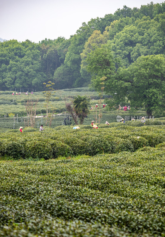 雨中的西湖龙井茶园自然风光