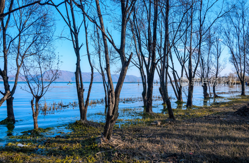 云南大理洱海湖畔树林秋景自然风光