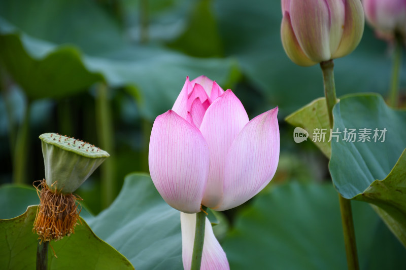 夏日的福州金山公园荷花