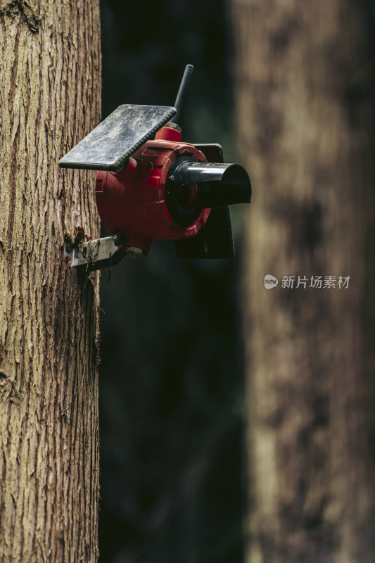 彭州中坝森林林间风光