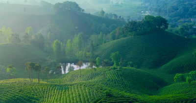 茶园茶山美丽乡村