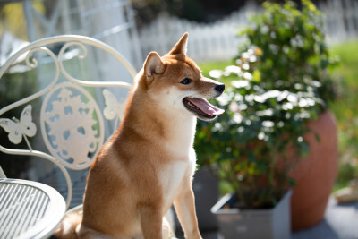 坐在白色椅子上的柴犬