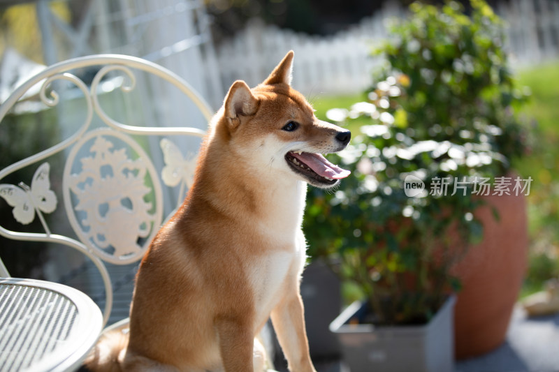 坐在白色椅子上的柴犬