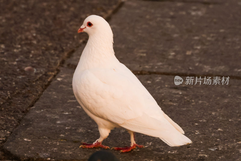 地面上的白色鸽子