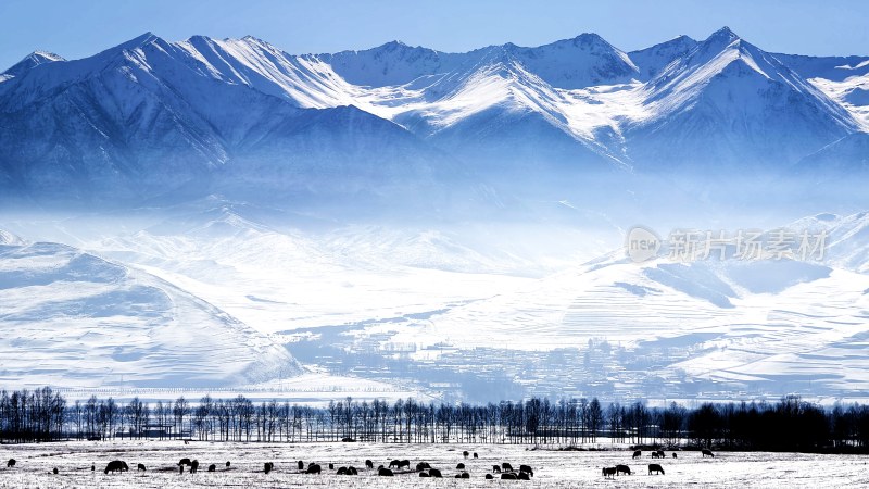 雪山下开阔草原上有牲畜的冬季美景