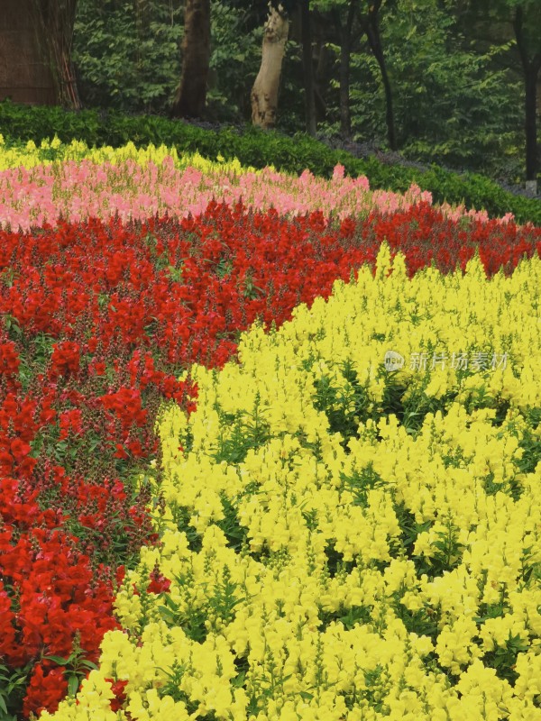 佛山市千灯湖公园金鱼草花海