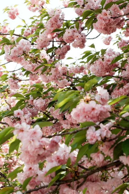 北京朝阳公园樱花