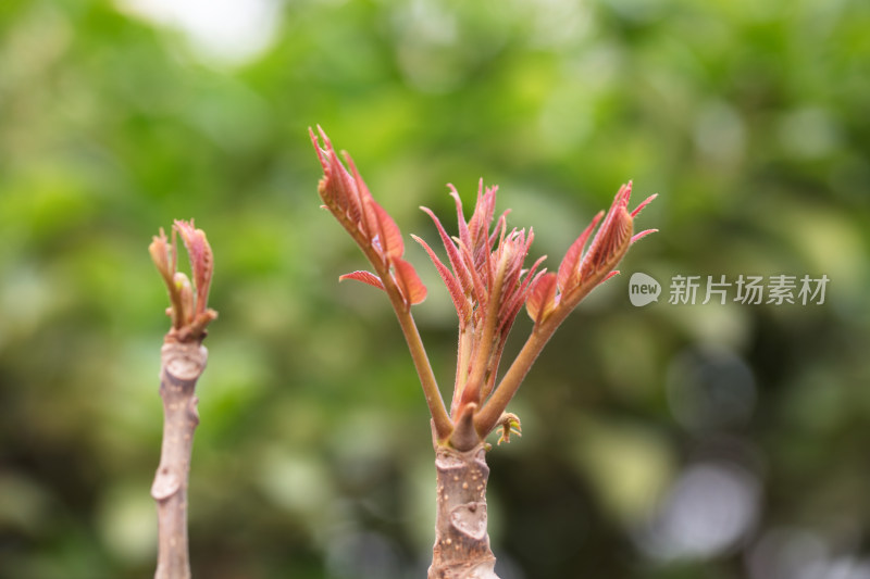 春季户外鲜嫩的香椿芽特写